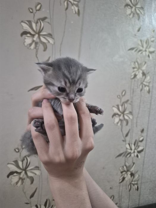 Котята британские
