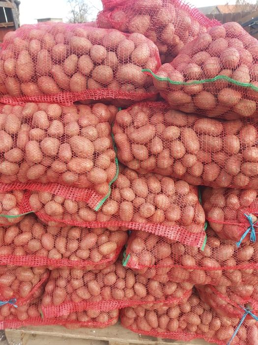 Vând cartof alb si rosu