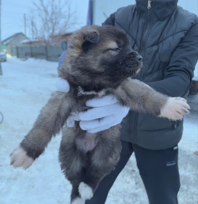 Отдам даром щенят сук