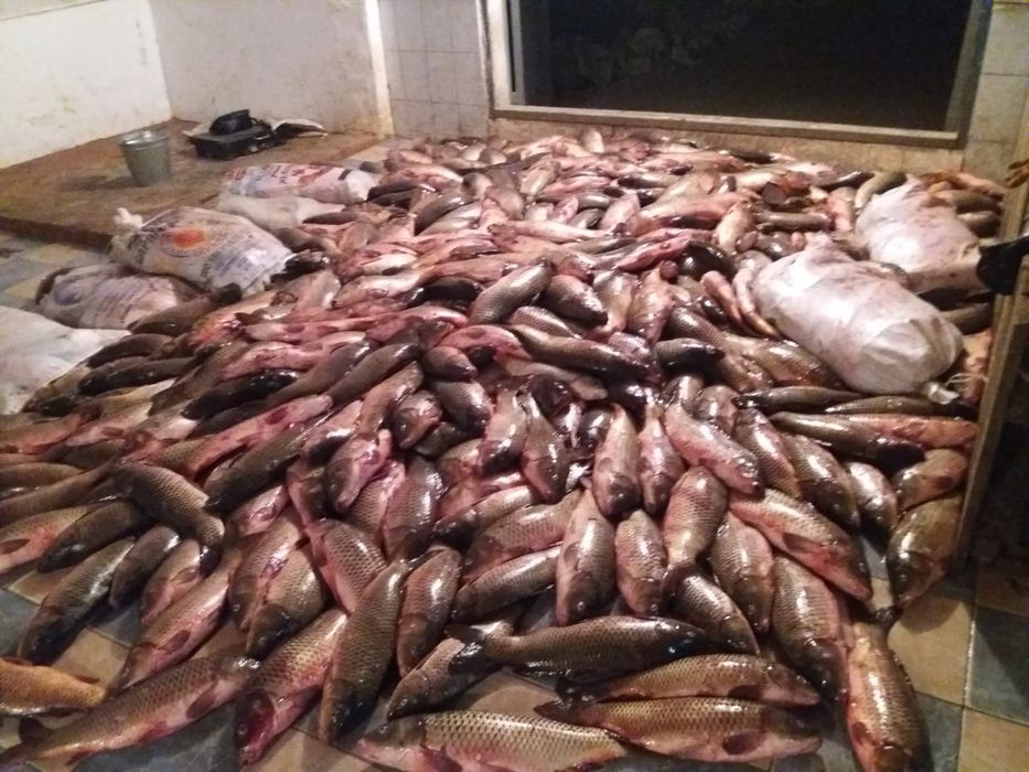 Рыба Балык оптом и розницу