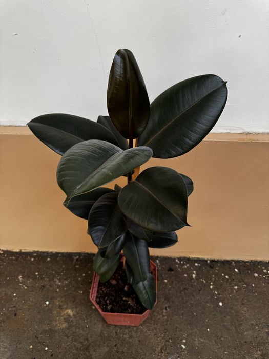 Фикус Black Prince (Чёрный принц)