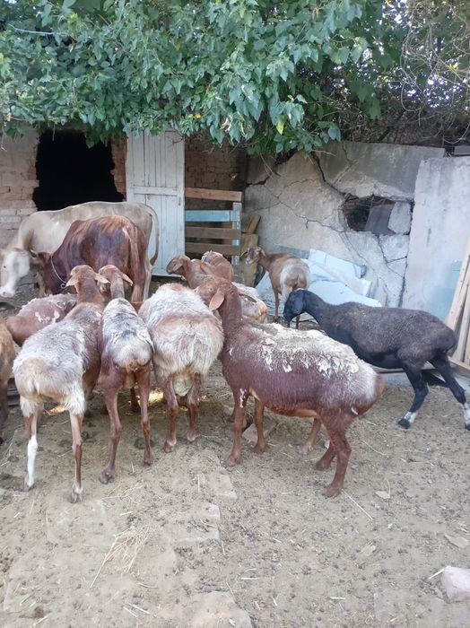 Кой сатам продам барана
