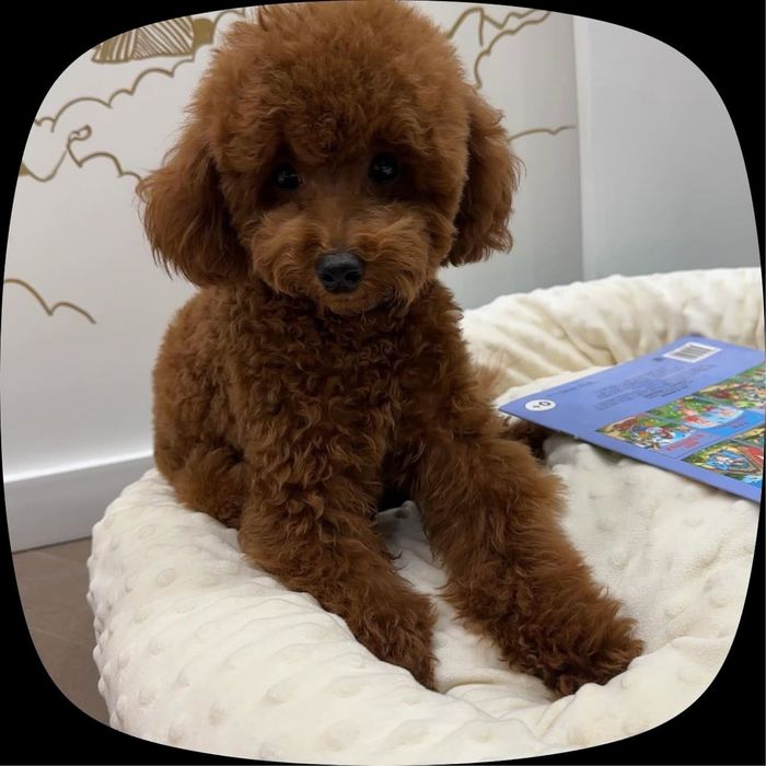 Мальтипу Teddy