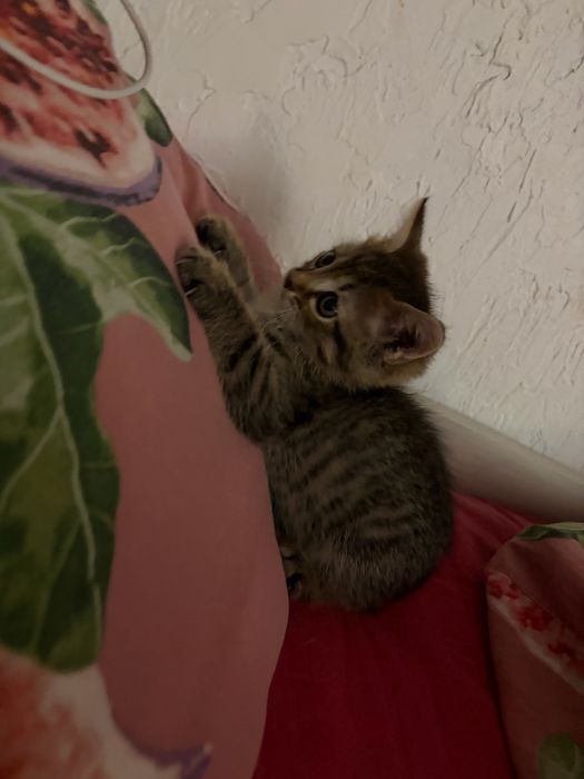 Отдам котенка бесплатно