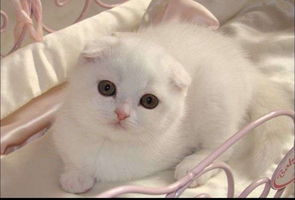 Скотиш фолд девочка