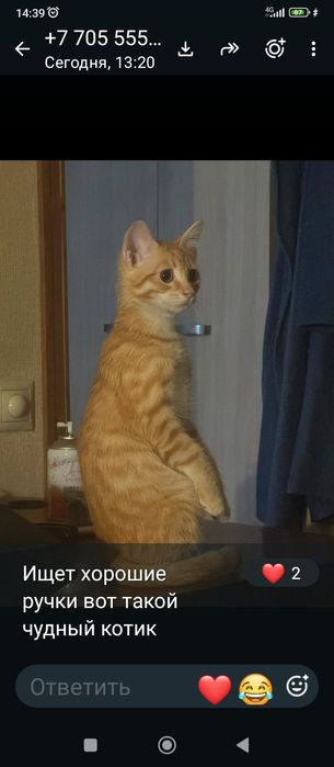 Отдам бесплатно домашний Котенок
