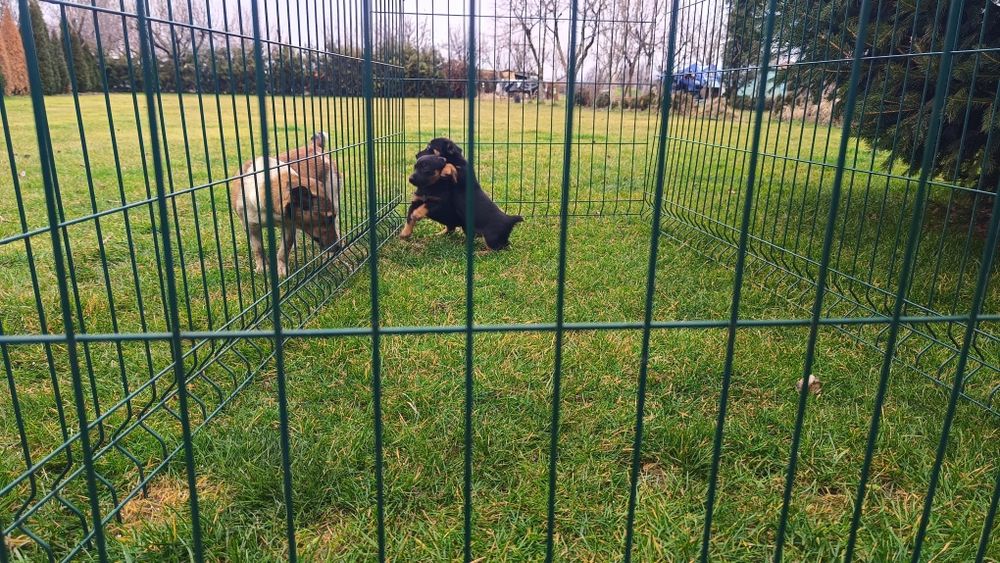 Джак Ръсел териер