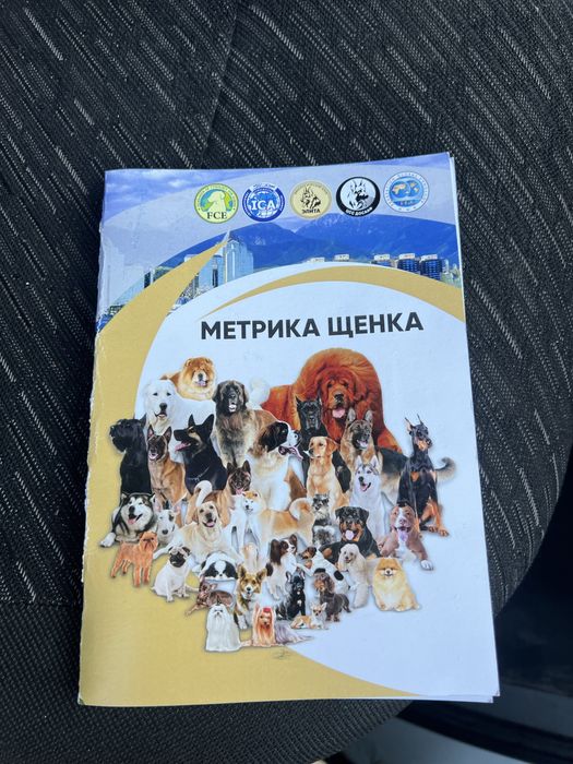 Срочно продам щенка вео
