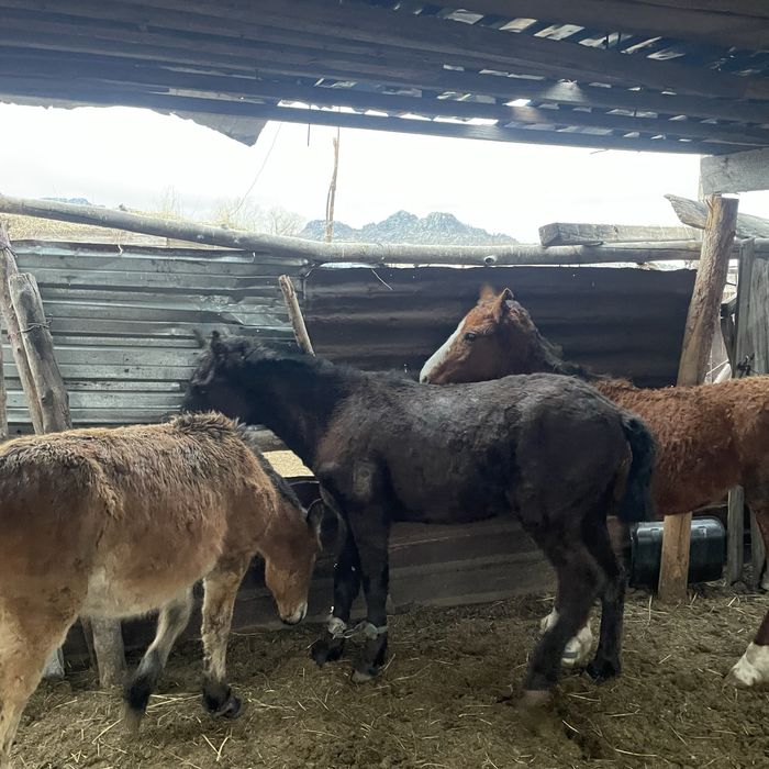 продам 1 Жеребец и 3 тай