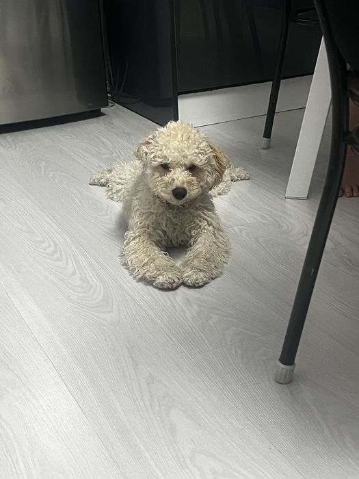 Карликовый пудель