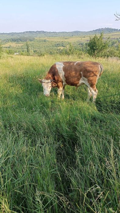 Taur de vânzare...