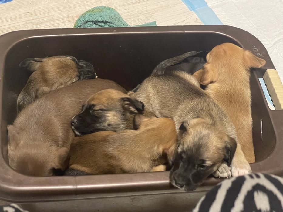 Питбуль чистокровный