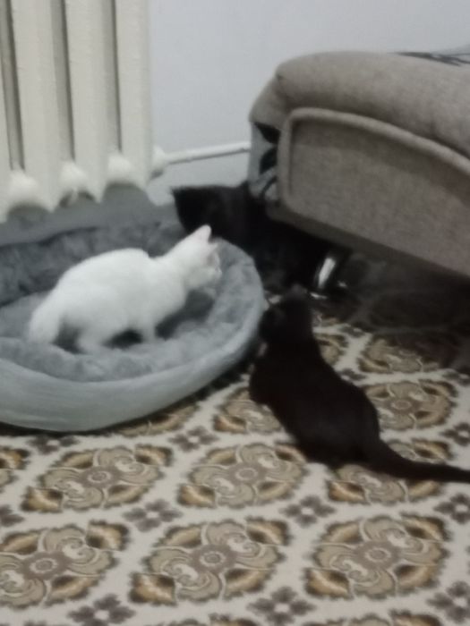 Отдам котят даром