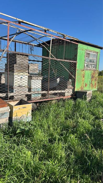 Продам пасеку , пчел , улеи , будка