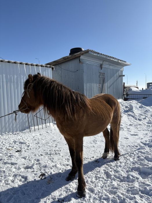 Айғыр Жеребец 5 жыл