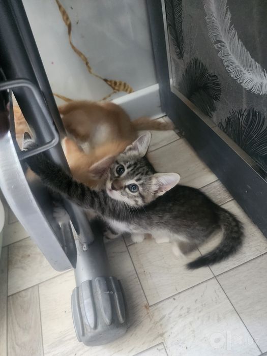 Котёнки 5 штук отдам даром