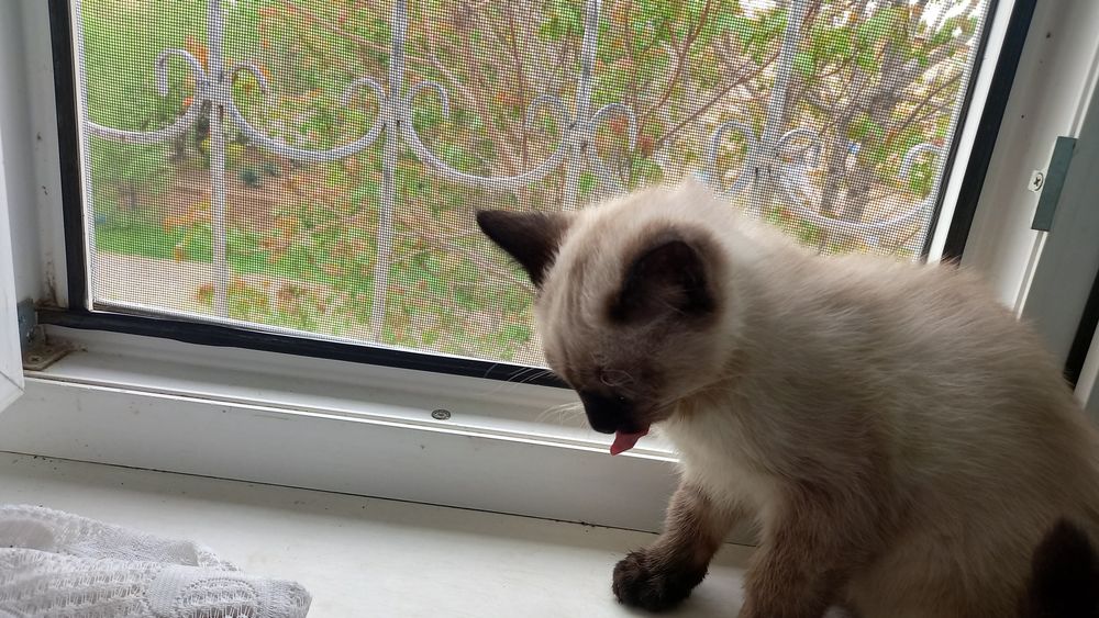 Котята и кошка сиамские порода