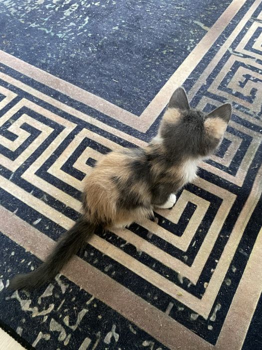 Котёнок в добрые руки! Срочно