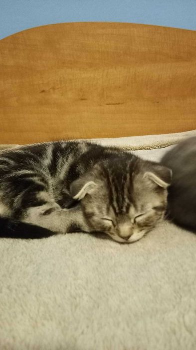 Три много сладки малки британчета търсят своя нов дом и любов