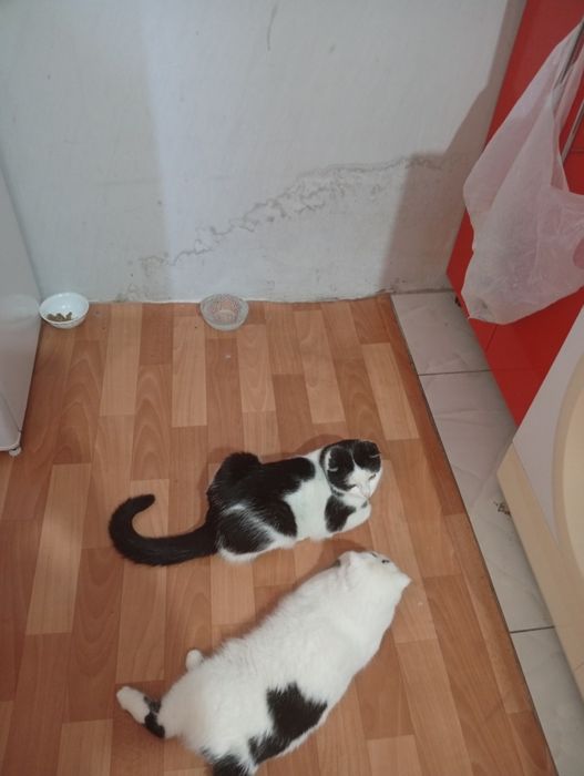 Отдам бесплатной