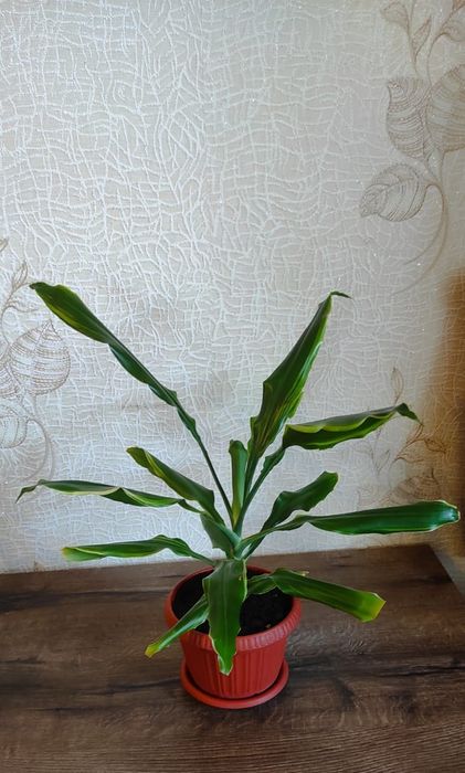 Продам комнатные цветы.