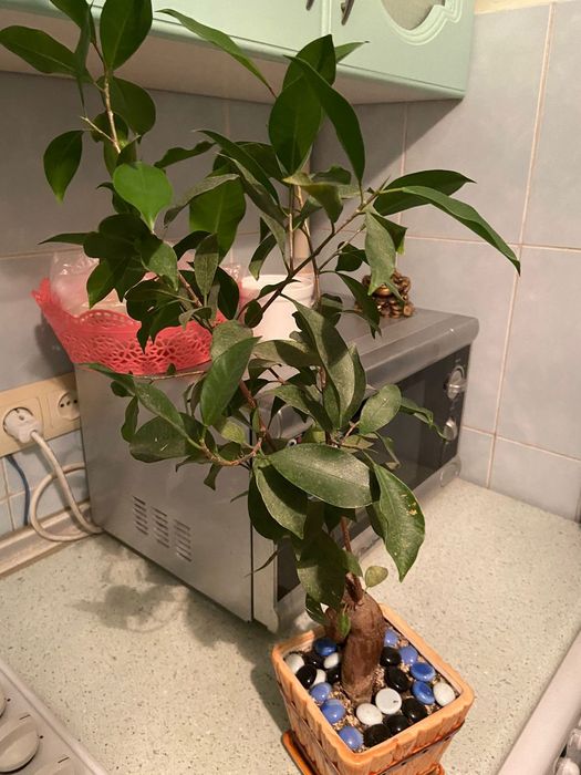 Комнатные цветы .