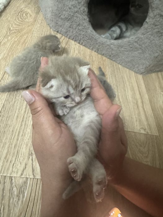 Котята кошки мысык