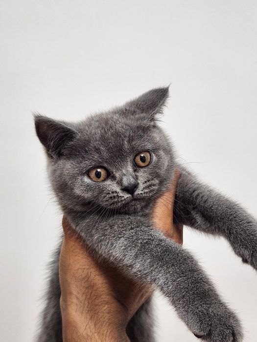 Кошка скотиш страйт срочно