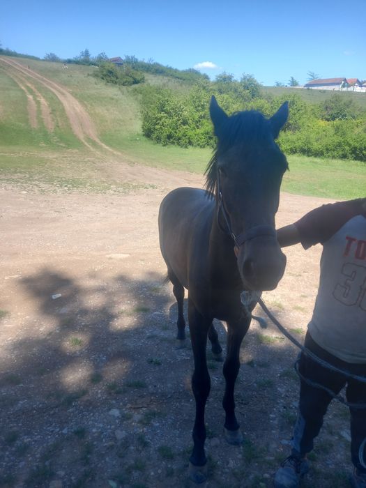 Vând sau schimb mânzat de 11 luni