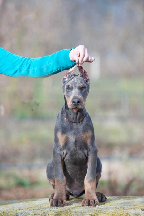 Щенки добермана купированные