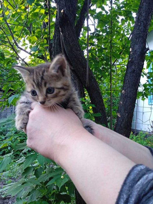 Котята в добрые руки !