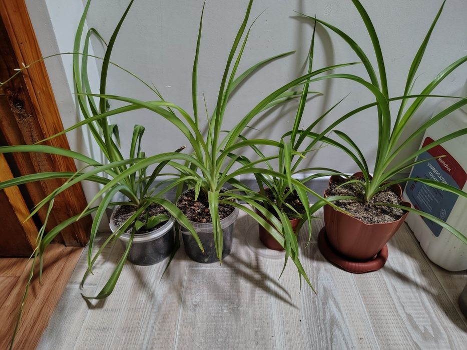 Хлорофитумы простые