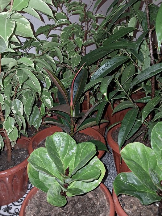 Фикусы разные доллары