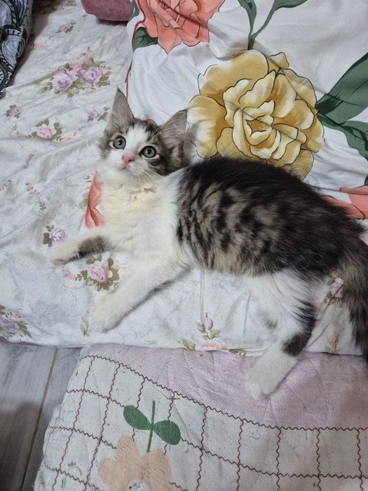 Отдадим в хорошие руки котёнка.
