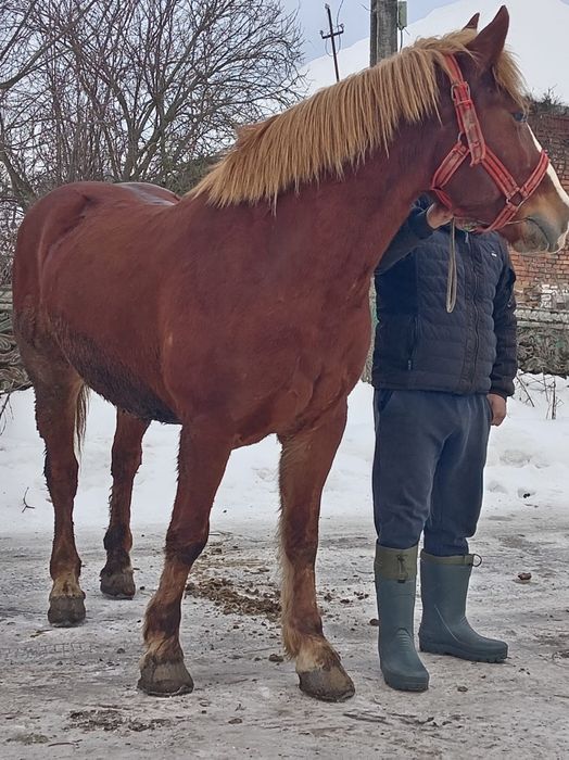 Cal de 5 ani foarte blând