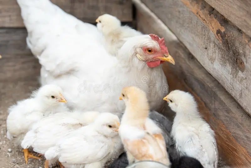 Куры с цеплятами