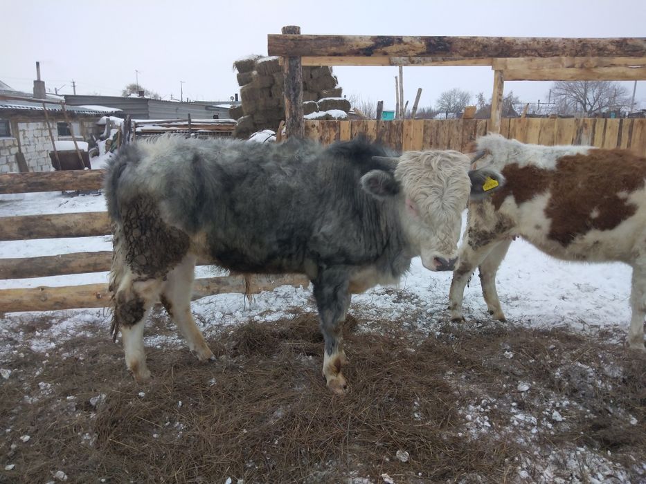 Бычок год и месяц