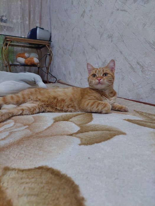 Отдам в добрые руки.