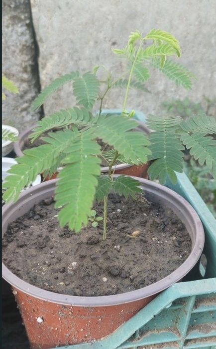 Arbore de matasa la ghiveci, Albizia  producator