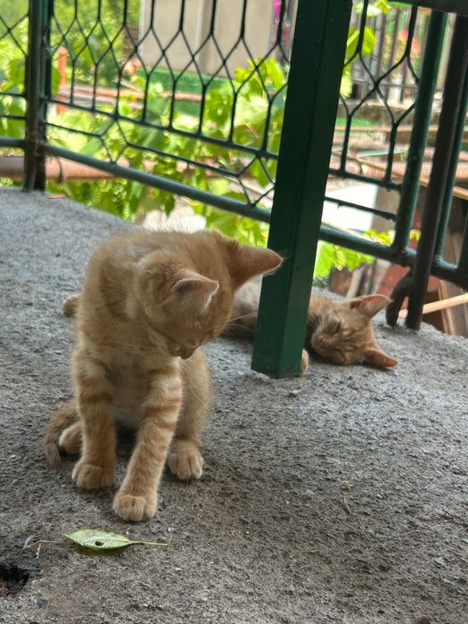 Осинови котета,