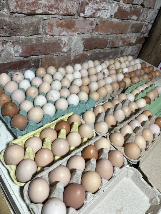 Oua de casa proaspete 1,5 lei