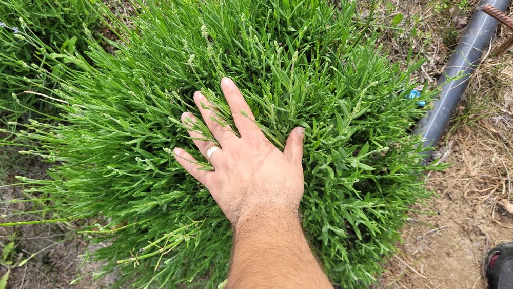 Tufe Lavanda Bucuresti