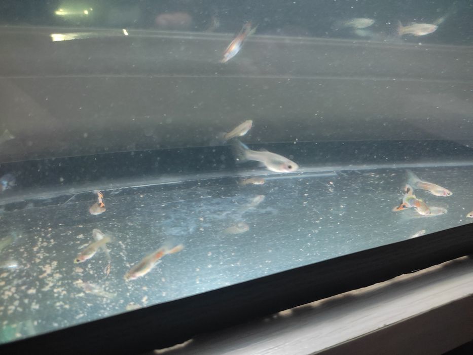 Гуппи сотилади хаммаси бир жойга