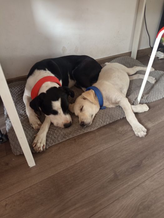 Donez pitbull talie mare și labrador