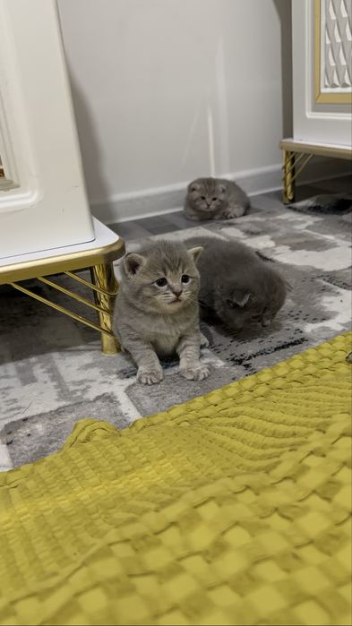Продается котята