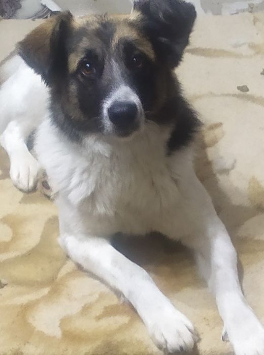 Бесплатно коты, кошки, , собачки подростки..