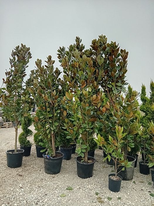 Spirale pon pon tuia