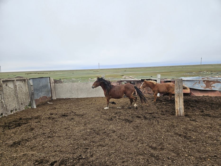 Айгырлар сатылады