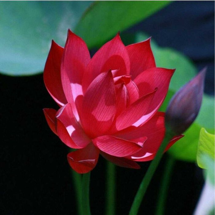 Seminte de lotus roşu şi roz