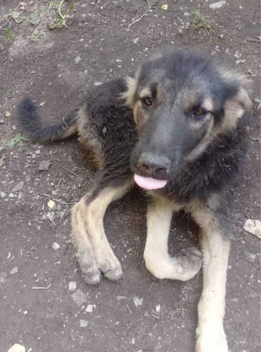 Хвостикам СРОЧНО нужен ДОМ